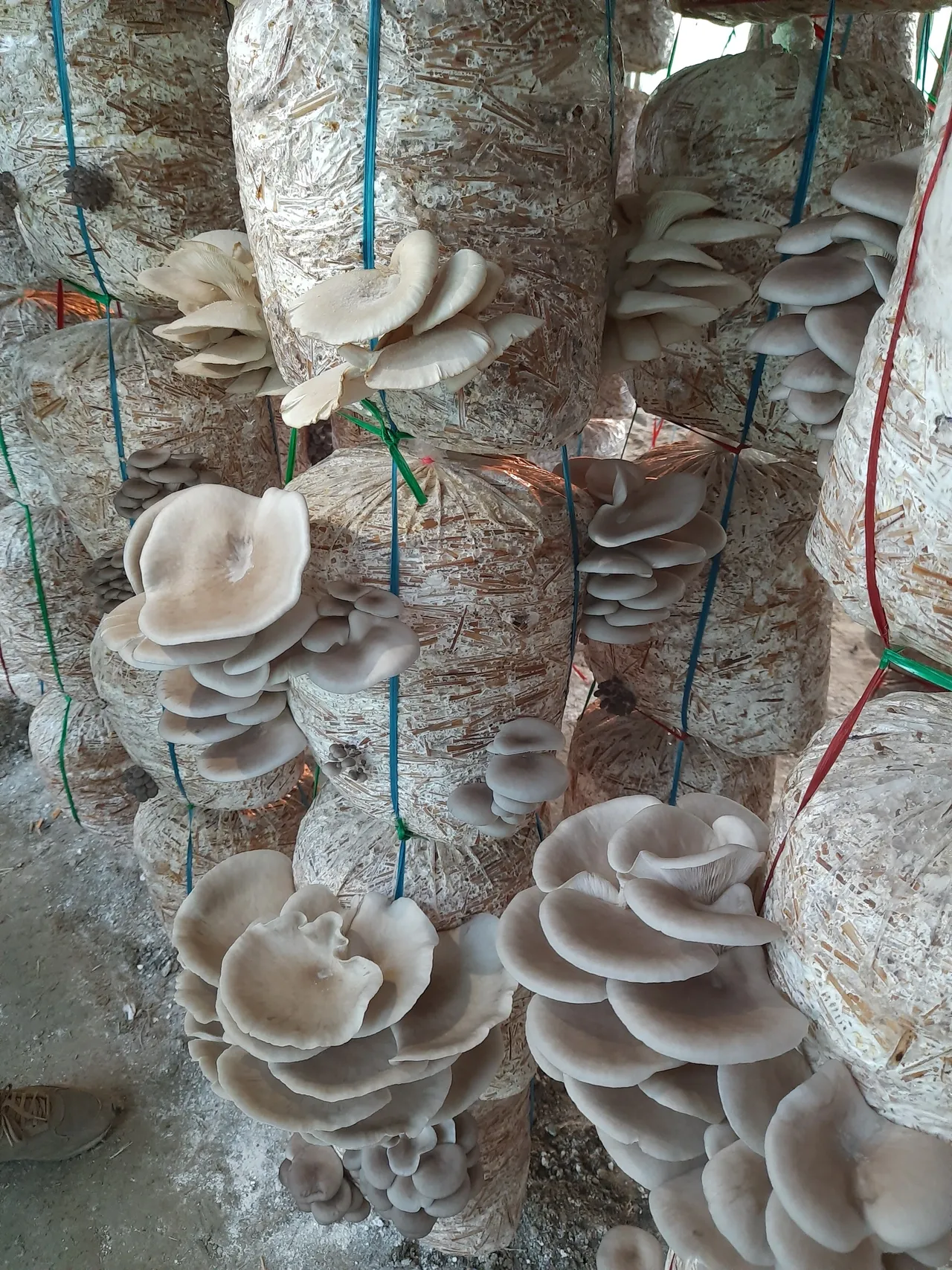 Mushroom Farming